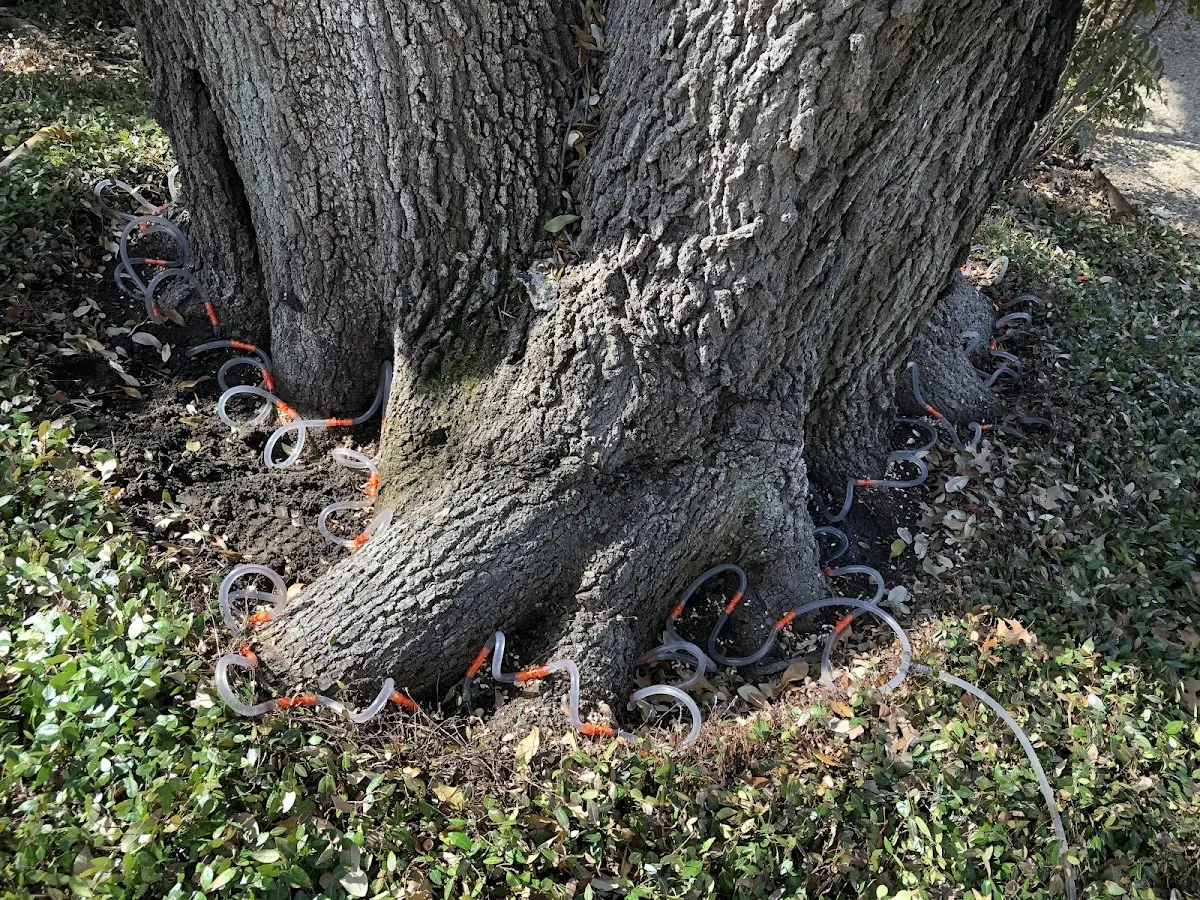 Detailed Tree Cabling and Bracing job site in Riesel