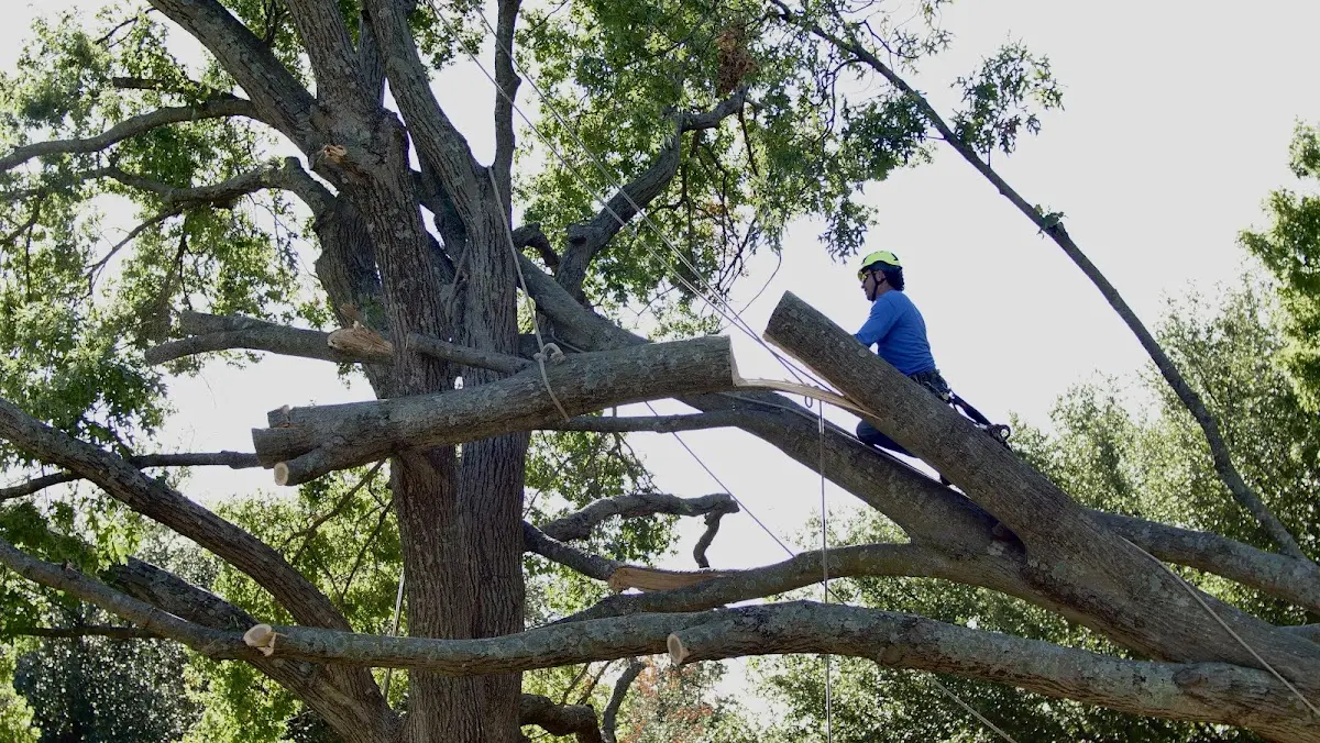 Professional Crown Thinning performed by certified arborists in Riesel