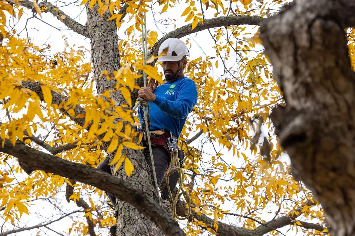 Skilled Tree Transplanting crew working in Riesel